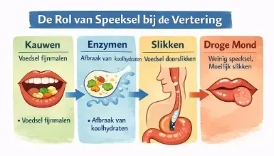 de rol van speeksel bij de spijsvertering de rol van speeksel bij de spijsvertering